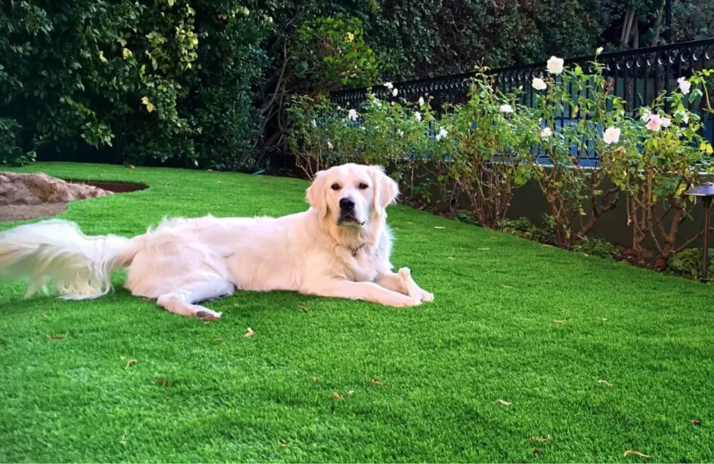 best artificial turf for pets