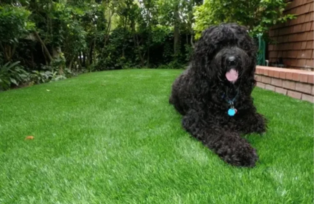 Pet-Friendly Artificial Turf: Safe & Cost-Effective for Dogs