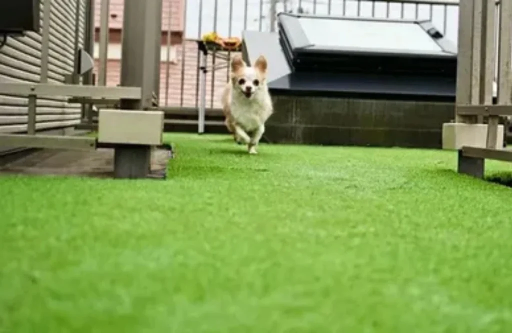 Pet-Friendly Artificial Turf: Safe & Cost-Effective for Dogs
